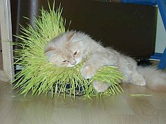 Gatti (1)